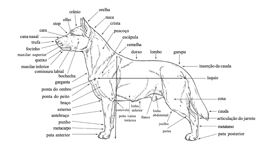 Ilustração com aspectos anatômicos de um cão