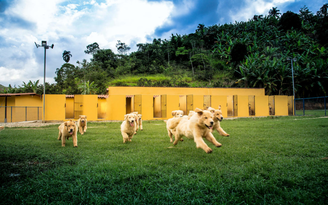 Estrutura física de um canil de Golden Retriever