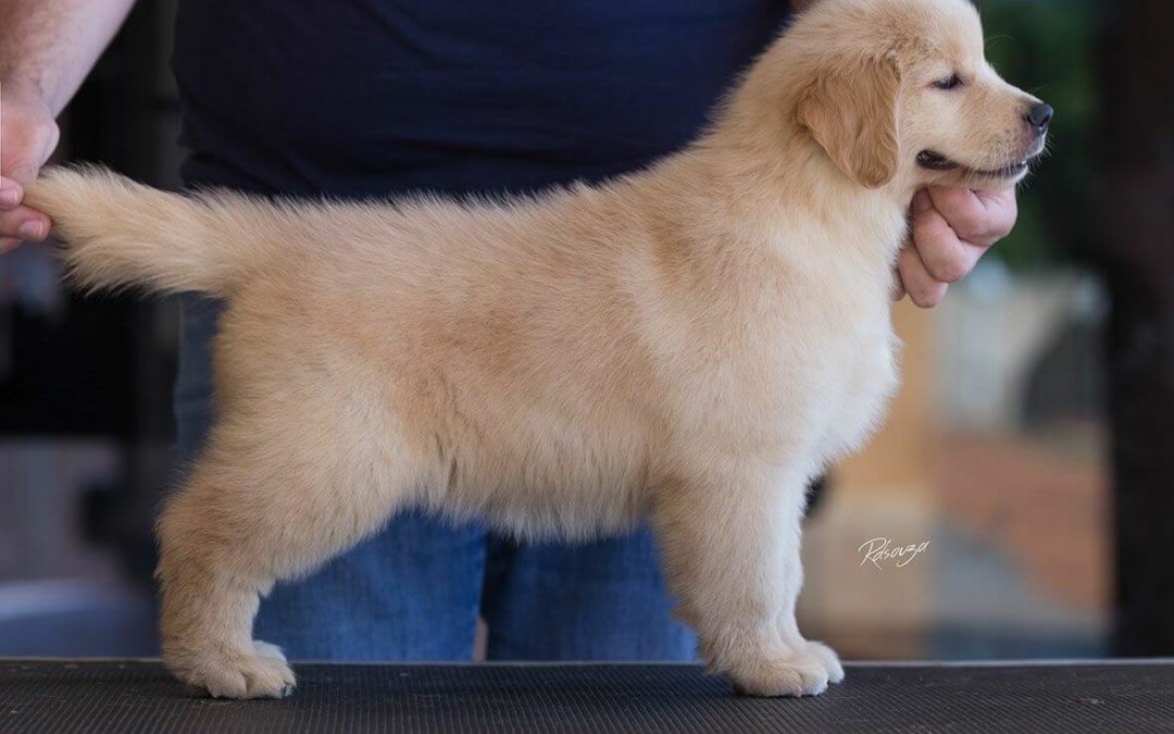 Filhote de Golden Retriever em stay na mesa