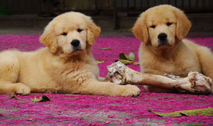 2 filhotes de Golden Retriever com osso