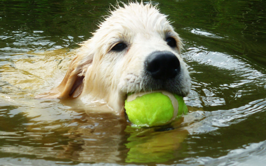 Goldne Retriever nadando com bolinha na boca