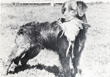 Golden Retriever antigo carregando caça na boca