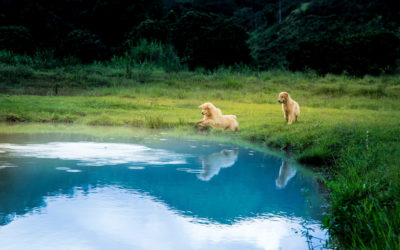 Como criar Golden Retrievers