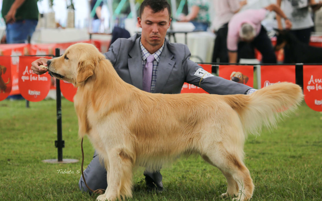 Golden Retriever sendo mostrado em exposição